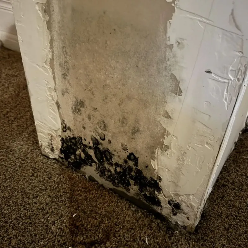 Professional Mold Removal in Balfour, NC